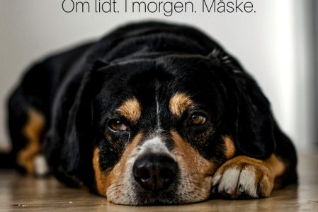 Pas på dovendyret